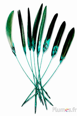Faisan Lady Armherst strippé - 20-23 cm - jade-noir